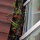 Dirty conservatory roof glazing and guttering